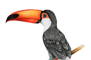 Illustration of hornbills bird