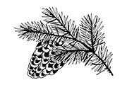 Branch of pine with cone engraving vector