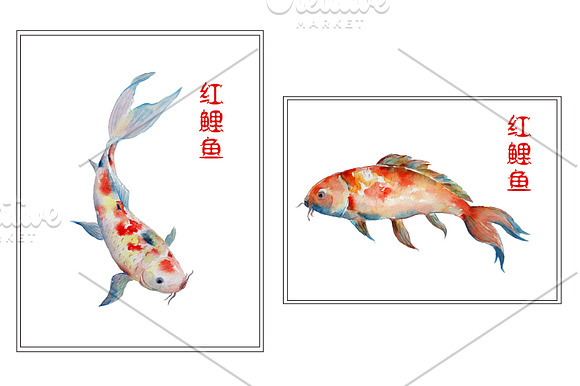 Watercolor Fish Koi Red Carp in Illustrations - product preview 1