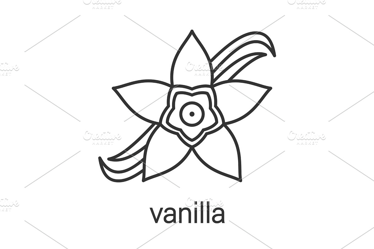Vanilla flower linear icon in Graphics - product preview 8