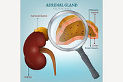 Adrenal Gland Image