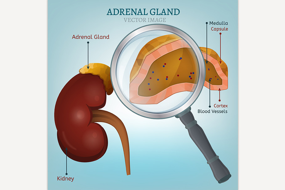 Adrenal Gland Image in Illustrations - product preview 8