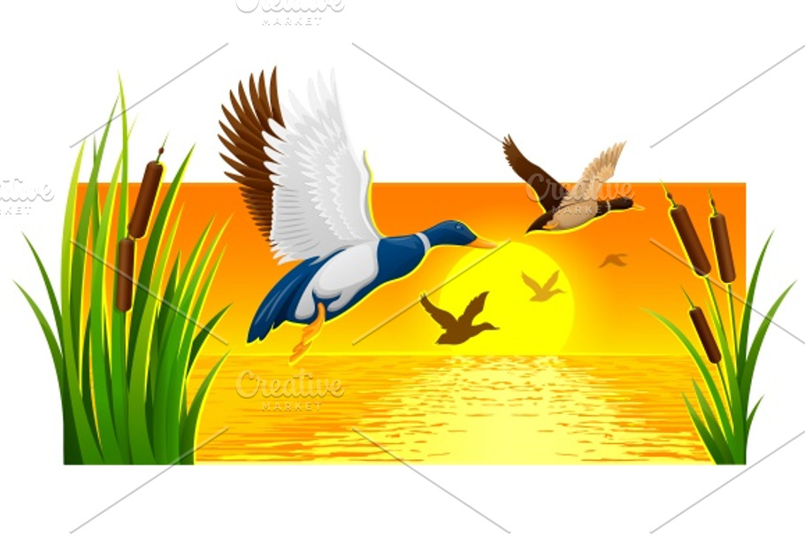 Wild ducks soaring from reeds in Illustrations - product preview 8