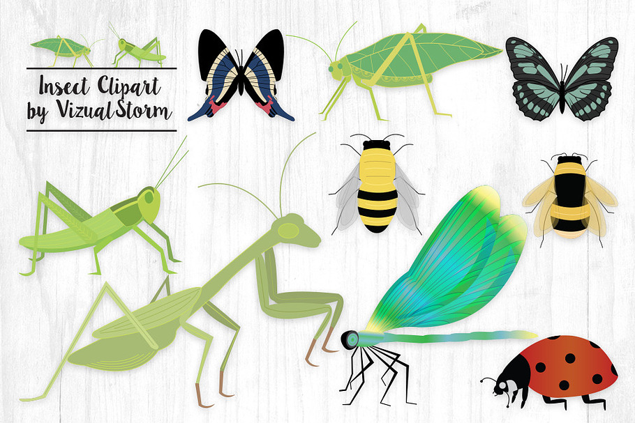 Insect Clipart - Bug Illustrations