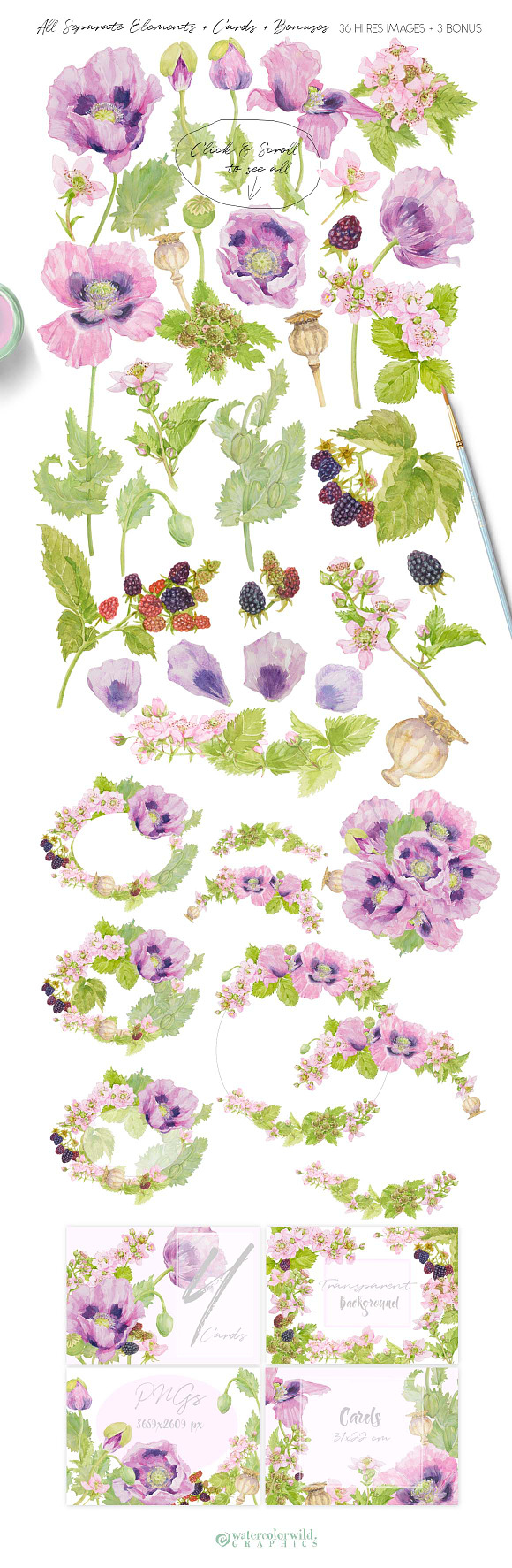 Purple Poppies&Blackberries-Clipart  in Illustrations - product preview 2
