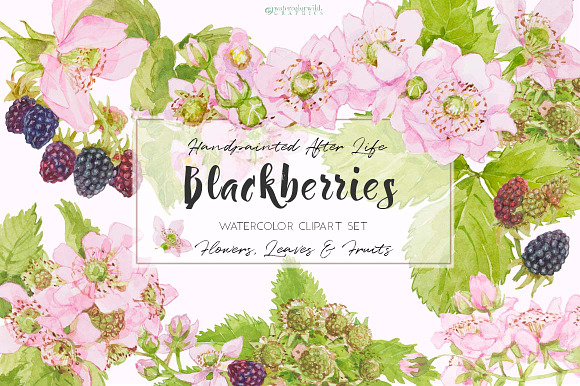 Purple Poppies&Blackberries-Clipart  in Illustrations - product preview 4