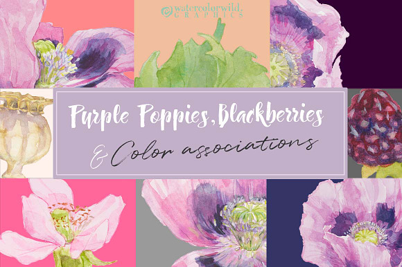 Purple Poppies&Blackberries-Clipart  in Illustrations - product preview 5