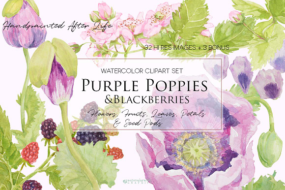 Purple Poppies&Blackberries-Clipart  in Illustrations - product preview 6