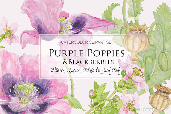 Purple Poppies&Blackberries-Clipart  in Illustrations - product preview 8