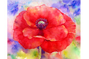 Watercolor Abstract Red Poppy