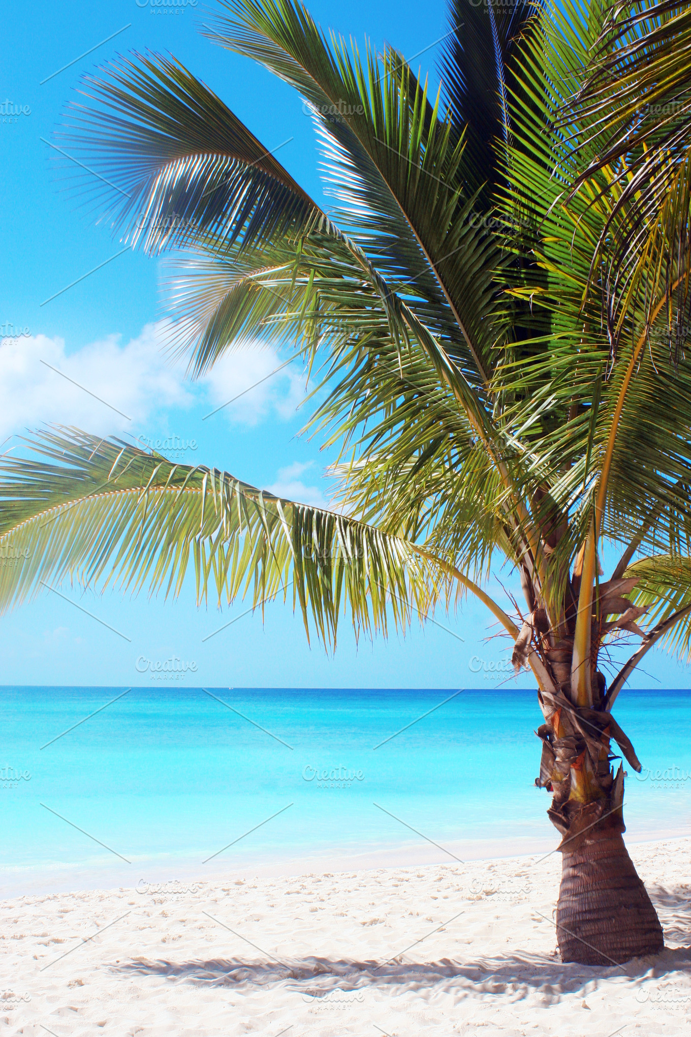 Palm tree on tropical beach | High-Quality Nature Stock Photos ...