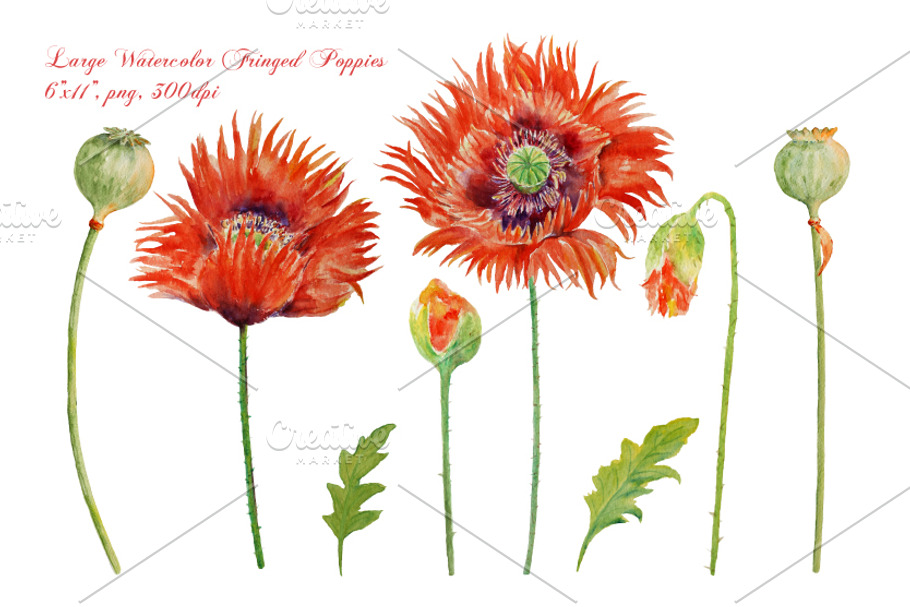 Watercolor Fringed Red Poppies