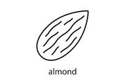 Almond linear icon