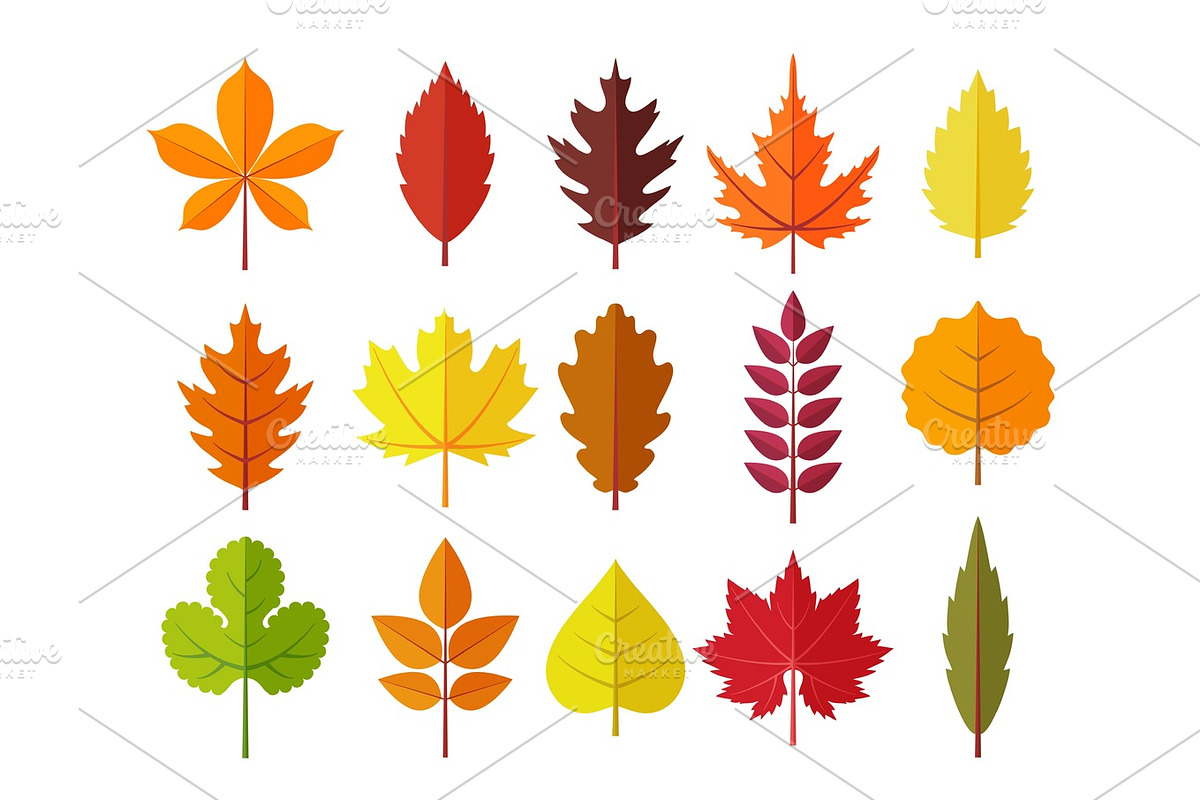 autumn leaves set, isolated on white background. simple cartoon flat style, vector illustration. in Illustrations - product preview 8