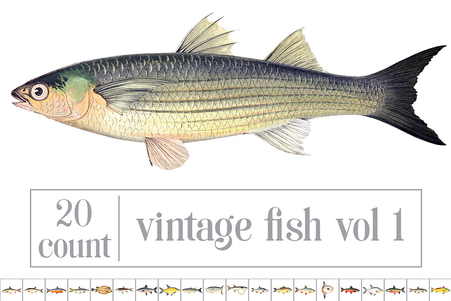 Vintage Fish Graphics Bundle
