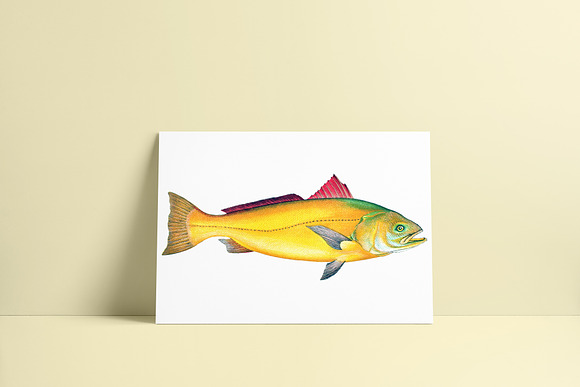 Vintage Fish Graphics Bundle in Illustrations - product preview 1