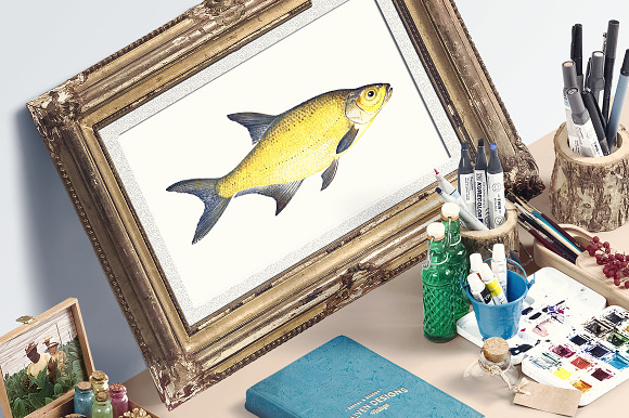 Vintage Fish Graphics Bundle in Illustrations - product preview 5