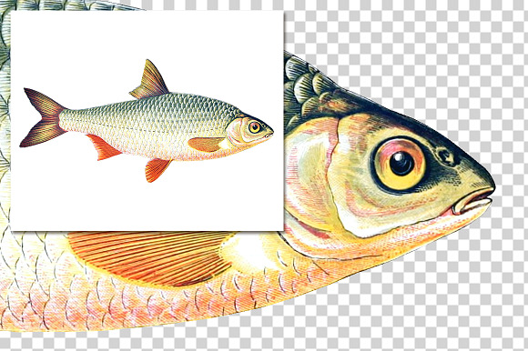 Vintage Fish Graphics Bundle in Illustrations - product preview 6