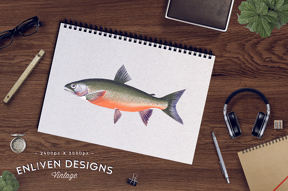 Vintage Fish Graphics Bundle in Illustrations - product preview 8