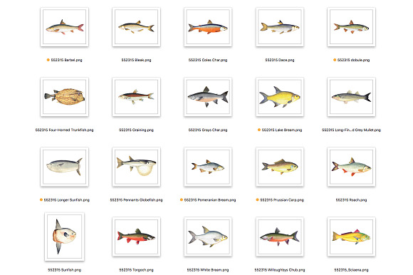Vintage Fish Graphics Bundle in Illustrations - product preview 9