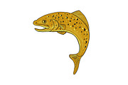 Brown Trout Jumping Drawing