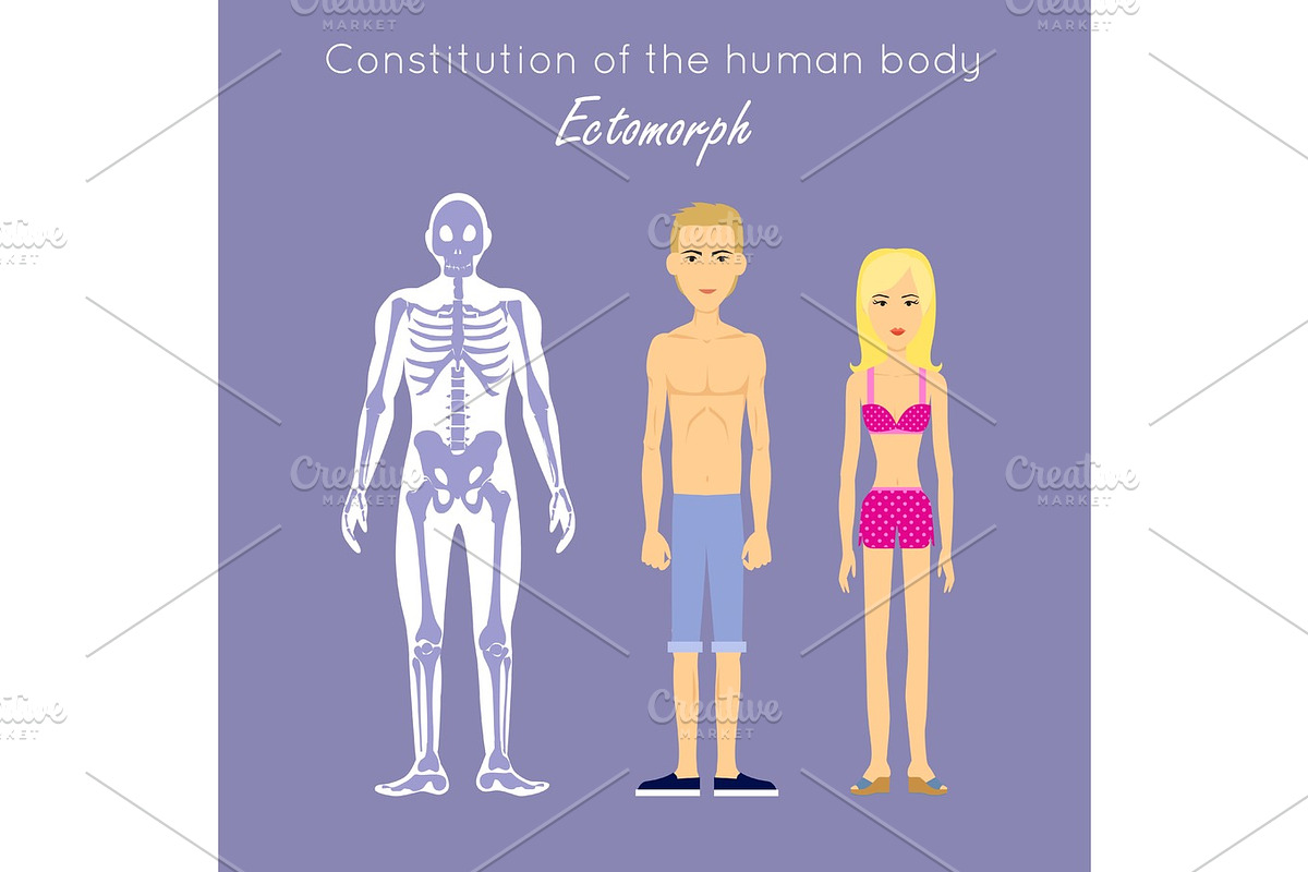 Constitution of Human Body. Ectomorph. Ectomorphic in Illustrations - product preview 8