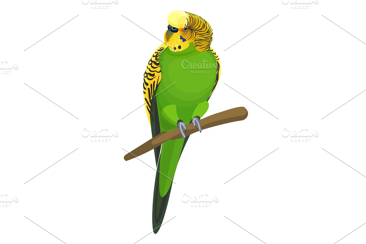 Budgerigar common or shell parakeet informally nicknamed budgie vector illustration in Illustrations - product preview 8