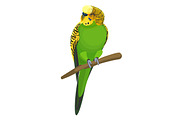 Budgerigar common or shell parakeet informally nicknamed budgie vector illustration