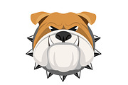 Angry bulldog face in metal collar vector realistic illustration.