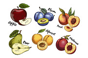 Sketches of apple and pear, plum, apricot fruits