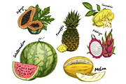 Set of isolated sketch of tropical fruits