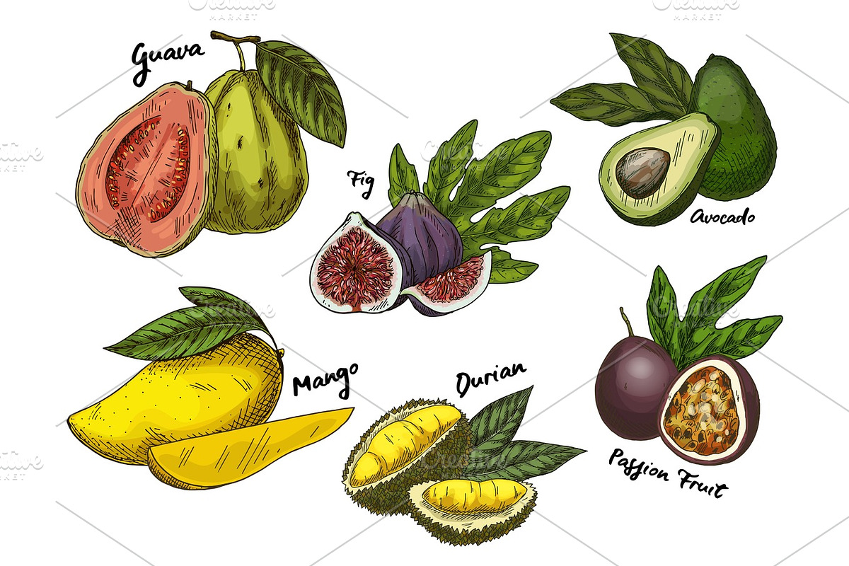 Fig and guava, avocado and mango,maracuya sketches in Illustrations - product preview 8