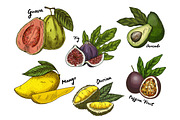 Fig and guava, avocado and mango,maracuya sketches