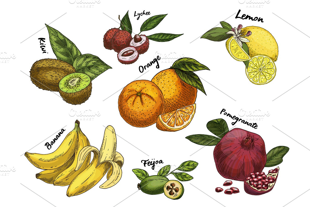 Kiwi sketch and isolated orange, lychee and banana in Illustrations - product preview 8
