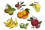 Kiwi sketch and isolated orange, lychee and banana