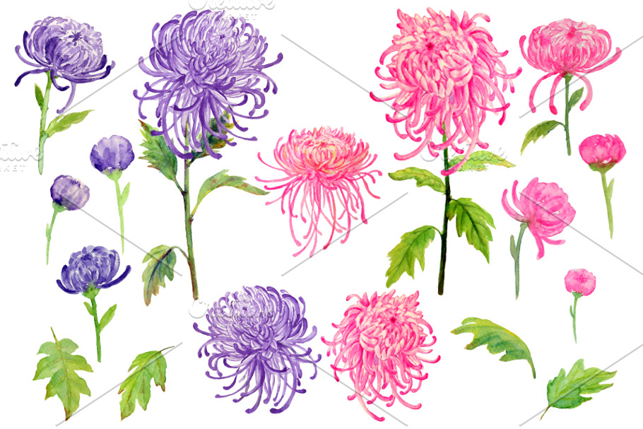 watercolor pink chrysanthemum
