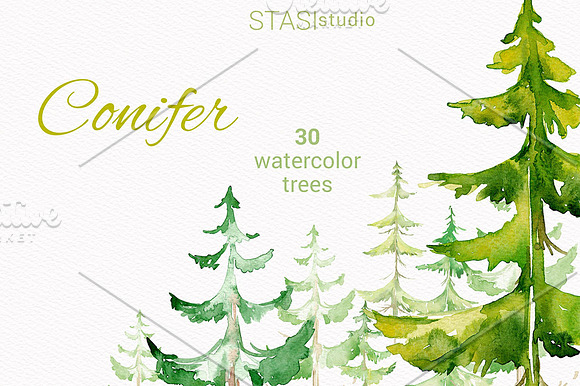 Watercolor Conifer Trees Clipart in Illustrations - product preview 3