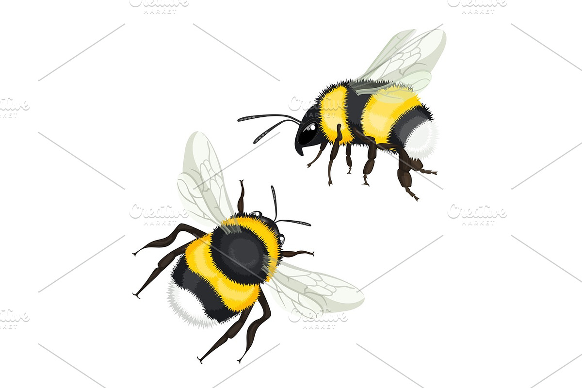 Two bumble bees with wings flying vector illustration isolated in Illustrations - product preview 8