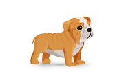 Bulldog puppy cute toy in white and beige color vector