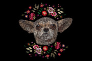 Chihuahua. Portrait of a dog
