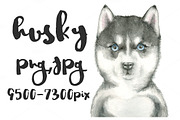 Husky watercolor