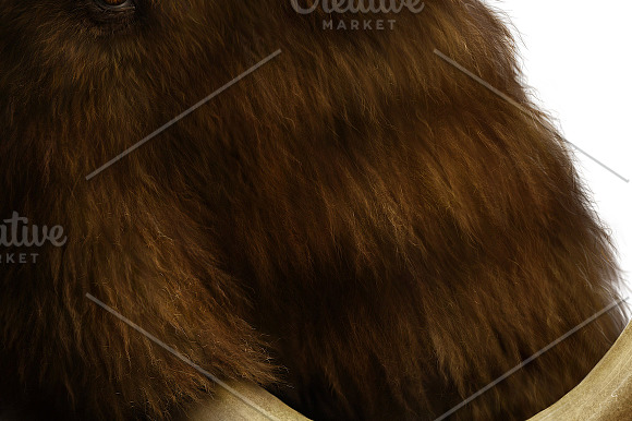 Realistic FUR. 20 Brushes for PS in Photoshop Brushes - product preview 4