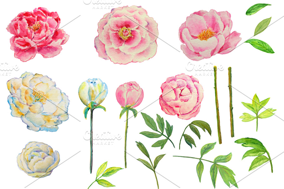 Wedding Clipart Watercolor DIY Peony in Illustrations - product preview 8
