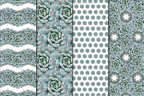 Succulent Patterns - Digital Paper in Patterns - product preview 1