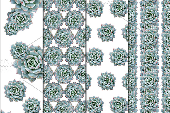 Succulent Patterns - Digital Paper in Patterns - product preview 2