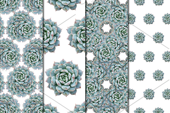 Succulent Patterns - Digital Paper in Patterns - product preview 3