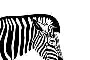 Vector of an Zebra head.