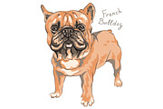 vector sketch domestic dog French Bulldog breed