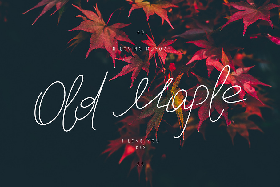 Old Maple in Script Fonts - product preview 8