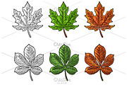 Maple leaf for LOGO. Color/mono
